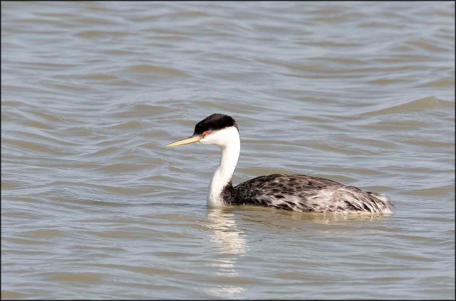 WesternGrebe2016B