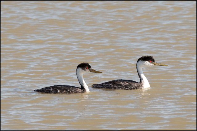 WesternGrebe2016C