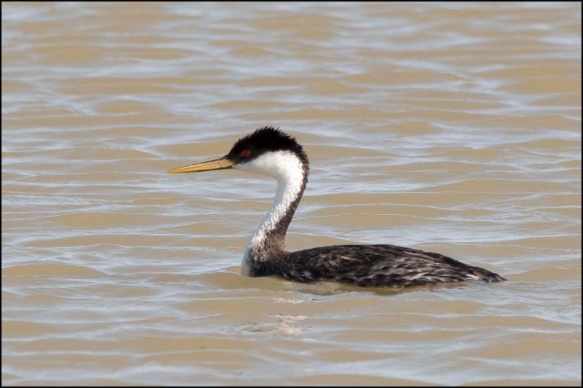 WesternGrebe2016D
