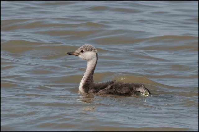 WesternGrebeJuvenile2016B