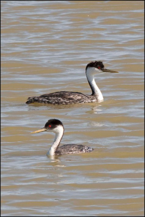 WesternGrebewithJuvenile2016B
