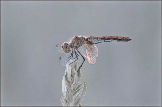 WesternMeadowhawk2016