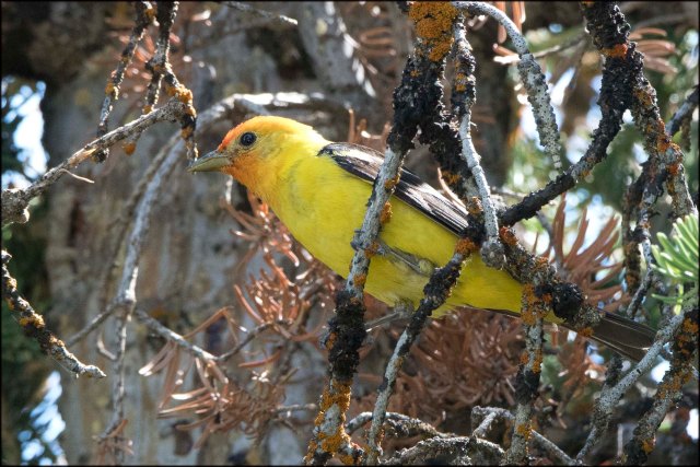 WesternTanager2016