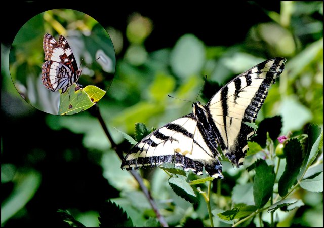 WesternTigerSwallowtail2016