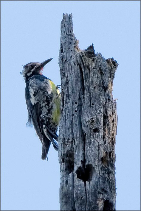 Williamson'sSapsucker2016