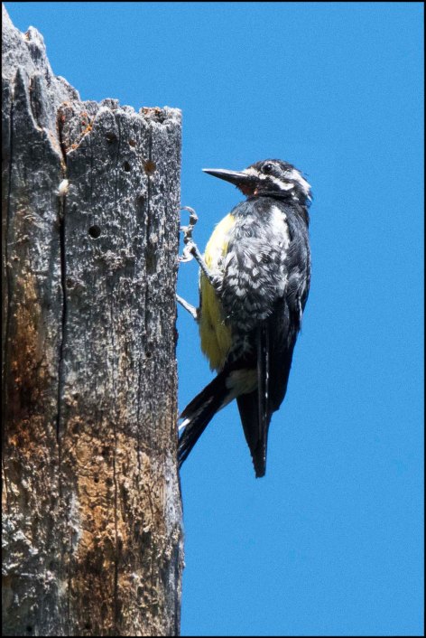 Williamson'sSapsucker2016B