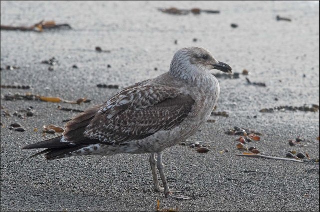newzealandcookislands2016-100