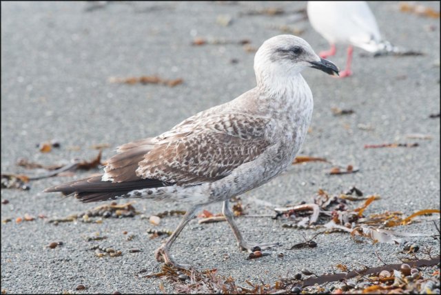newzealandcookislands2016-101