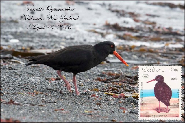 newzealandcookislands2016-102