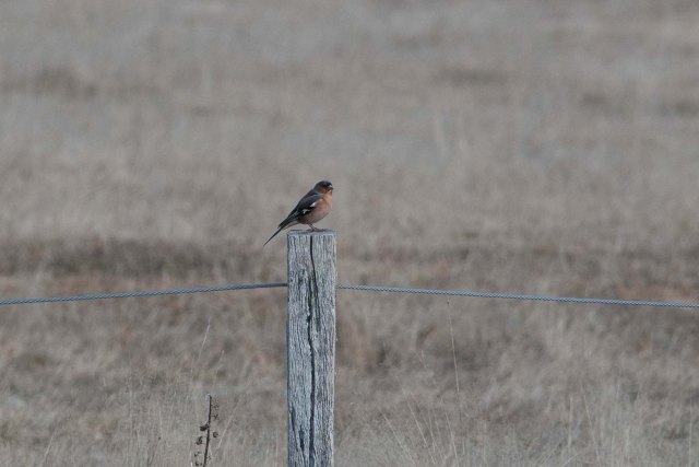 newzealandcookislands2016-12