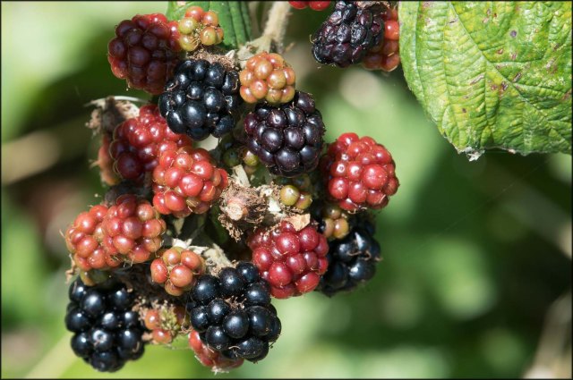 newzealandcookislands2016-2