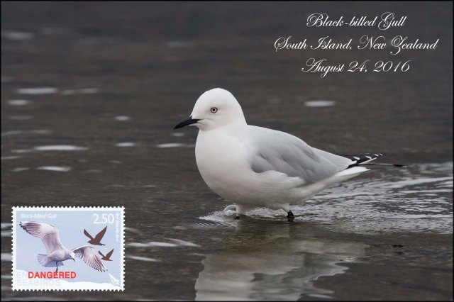 newzealandcookislands2016-31