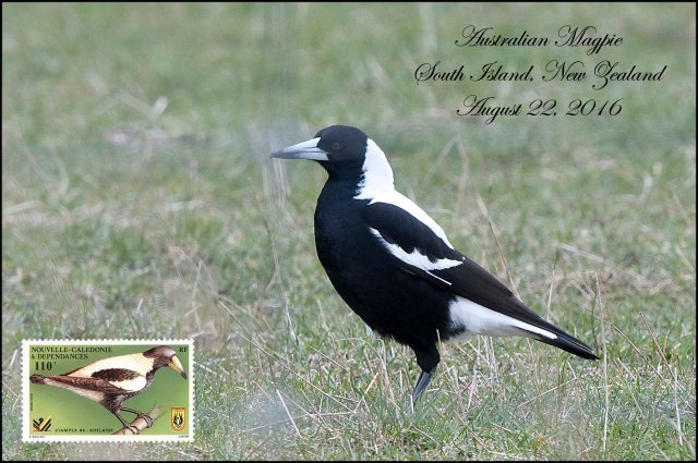 newzealandcookislands2016-43