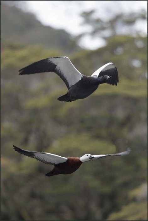 newzealandcookislands2016-48