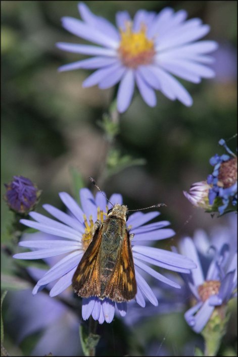 newzealandcookislands2016-5