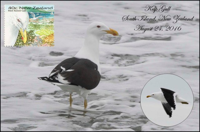 newzealandcookislands2016-50