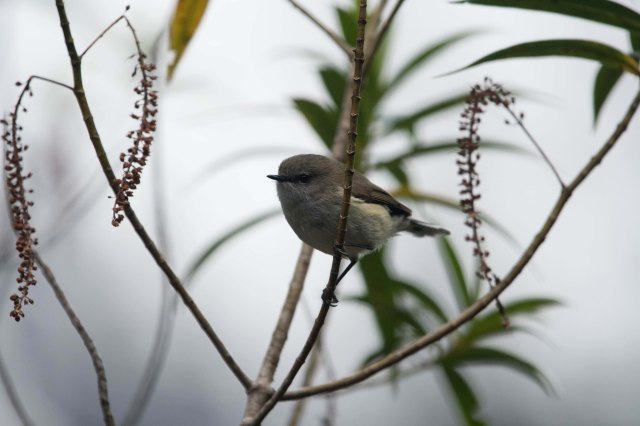 newzealandcookislands2016-60