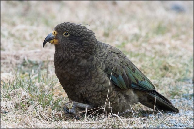 newzealandcookislands2016-78