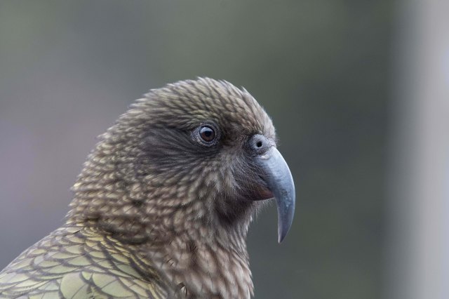 newzealandcookislands2016-79