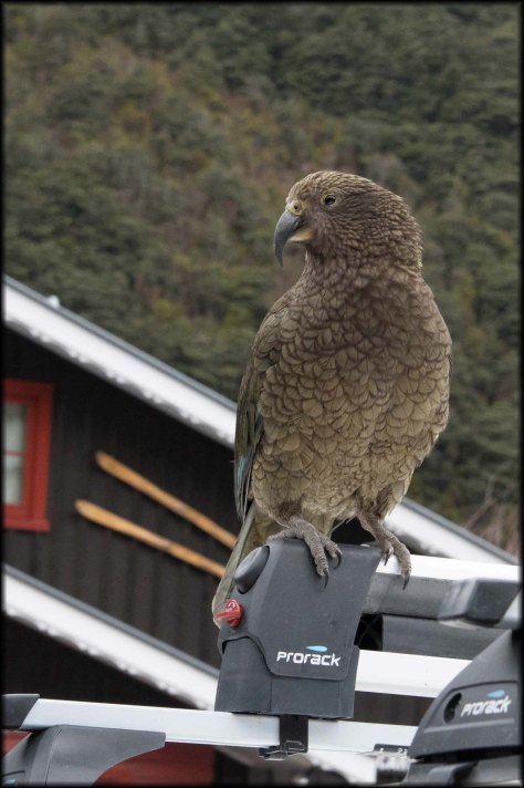newzealandcookislands2016-81