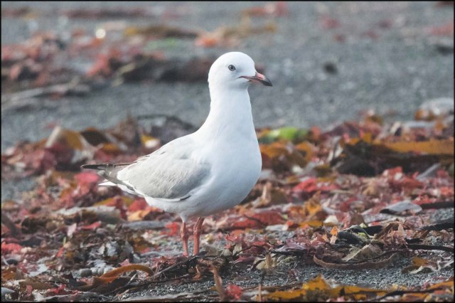 newzealandcookislands2016-95