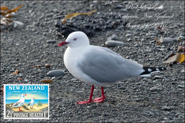 newzealandcookislands2016-97