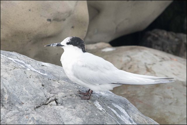 newzealandcookislands2016-109
