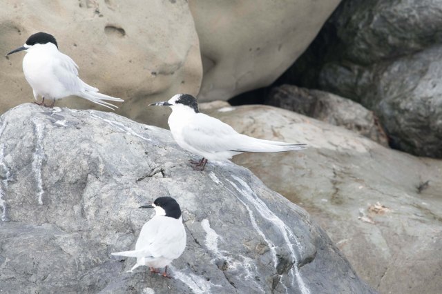 newzealandcookislands2016-110
