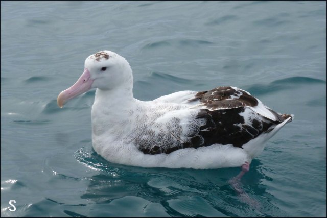 newzealandcookislands2016-110c