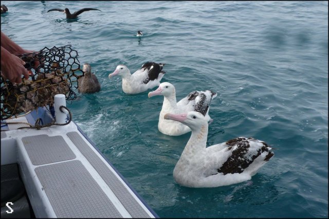 newzealandcookislands2016-110d