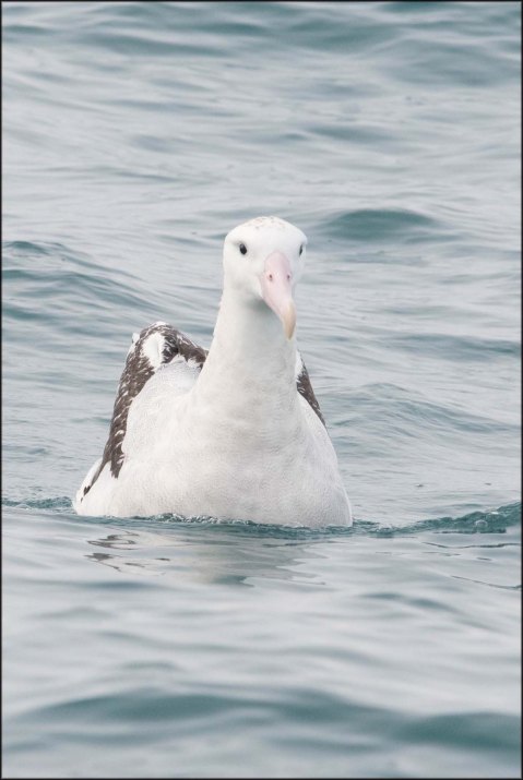 newzealandcookislands2016-117
