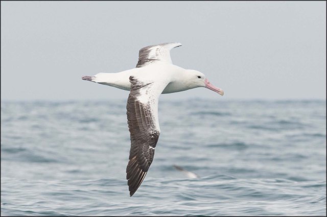 newzealandcookislands2016-131