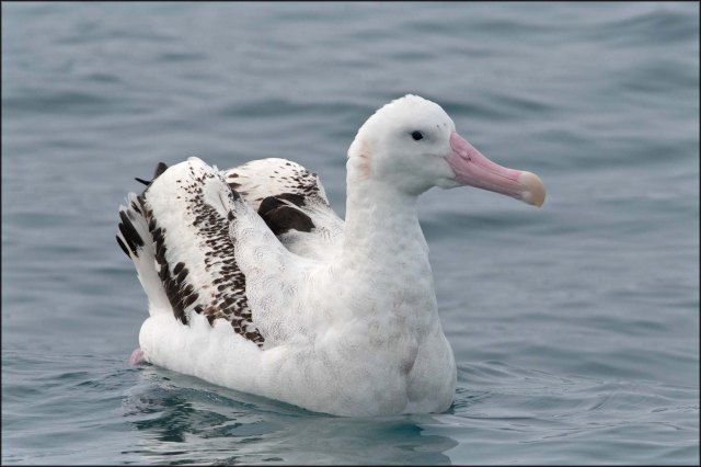 newzealandcookislands2016-139