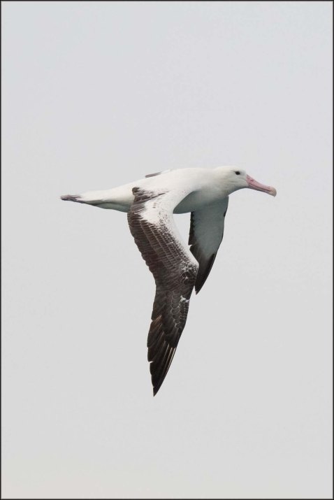 newzealandcookislands2016-146