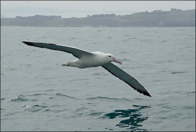 newzealandcookislands2016-152