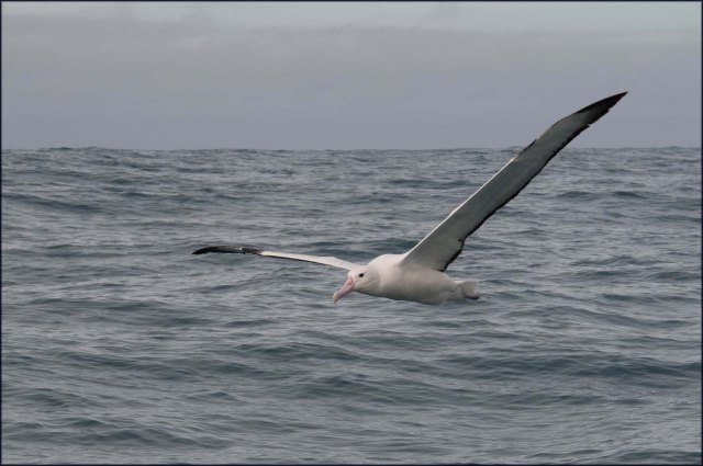 newzealandcookislands2016-160