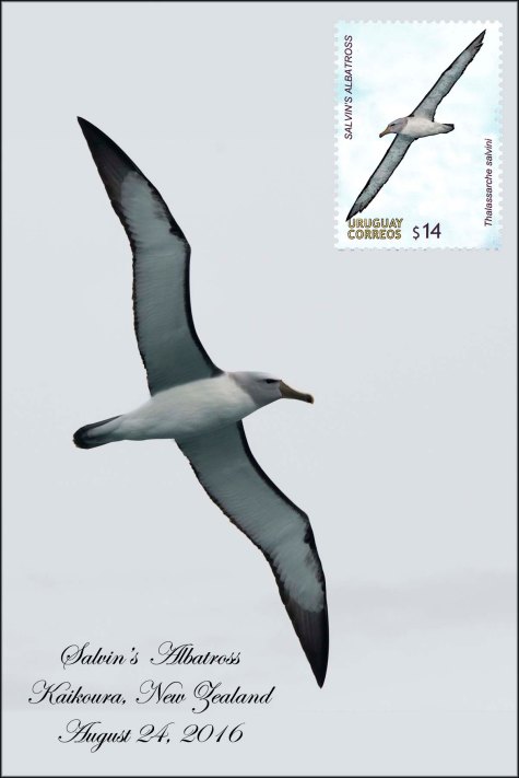 newzealandcookislands2016-167