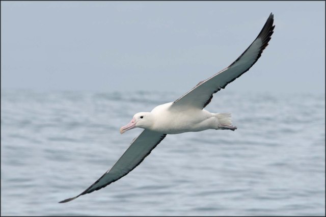 newzealandcookislands2016-175