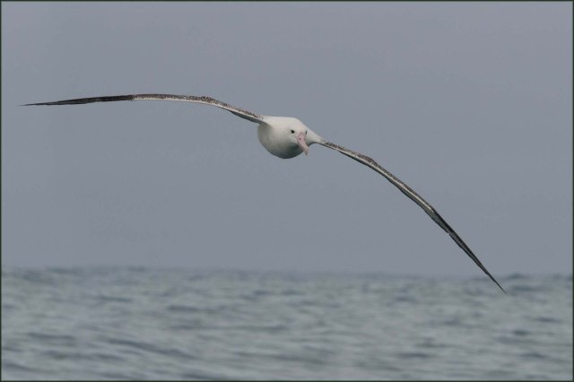 newzealandcookislands2016-184