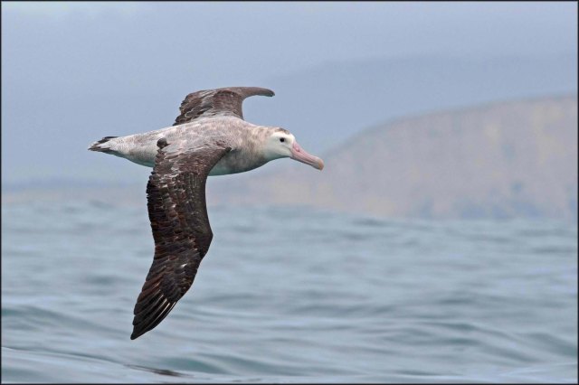 newzealandcookislands2016-188