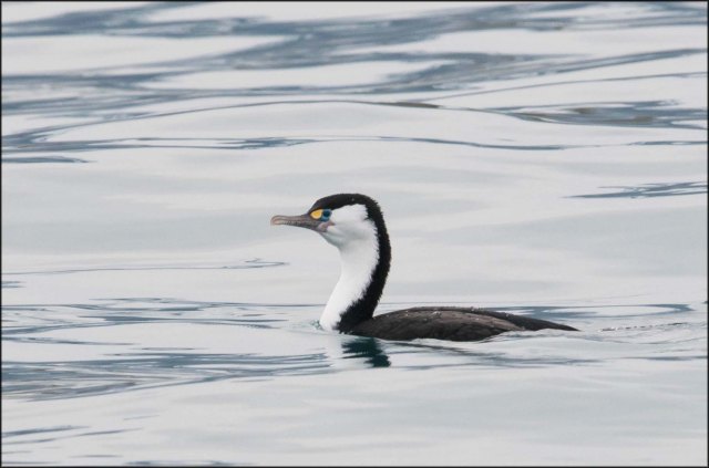 newzealandcookislands2016-190