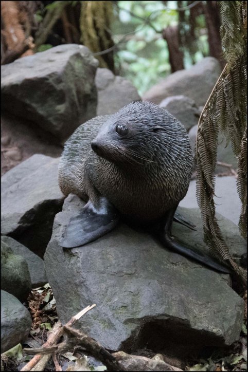 newzealandcookislands2016-191