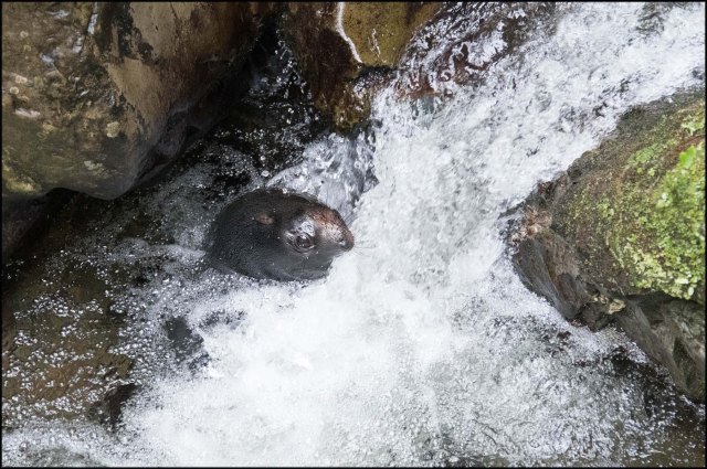 newzealandcookislands2016-195