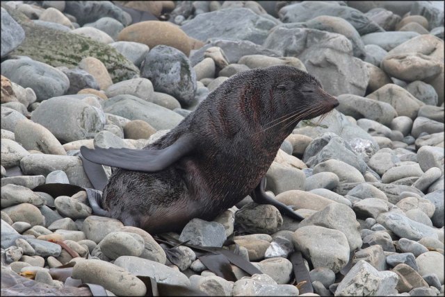 newzealandcookislands2016-200