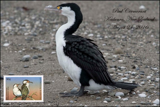 newzealandcookislands2016-203