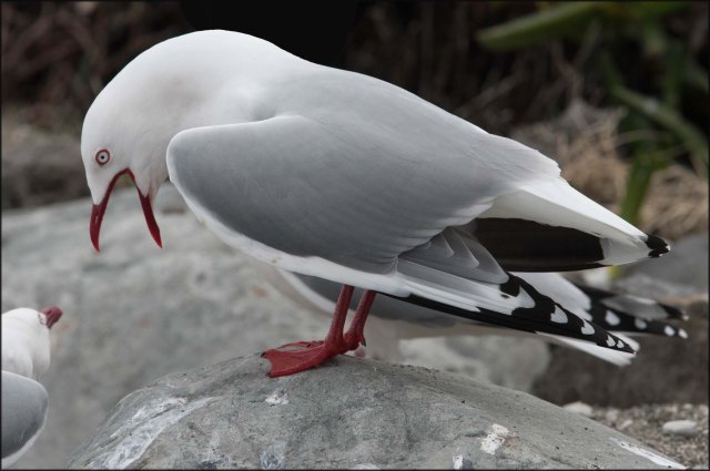 newzealandcookislands2016-204