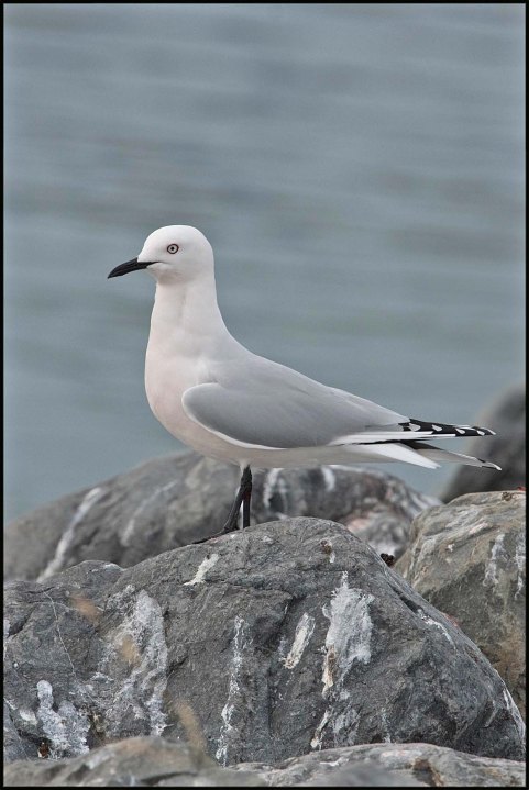 newzealandcookislands2016-205