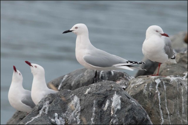 newzealandcookislands2016-206