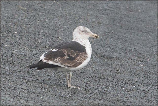newzealandcookislands2016-209