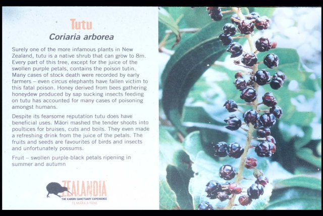 newzealandcookislands2016-232